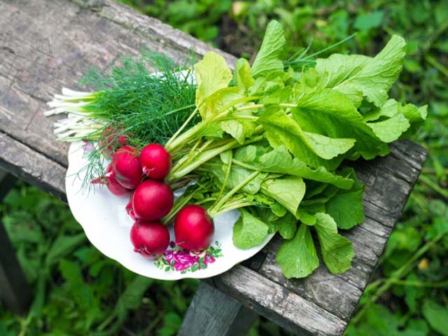 Салаты с редисом — простые и вкусные пошаговые рецепты