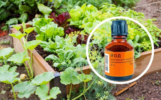 Какие растения можно удобрять йодом: хитрости, которыми пользуются огородники