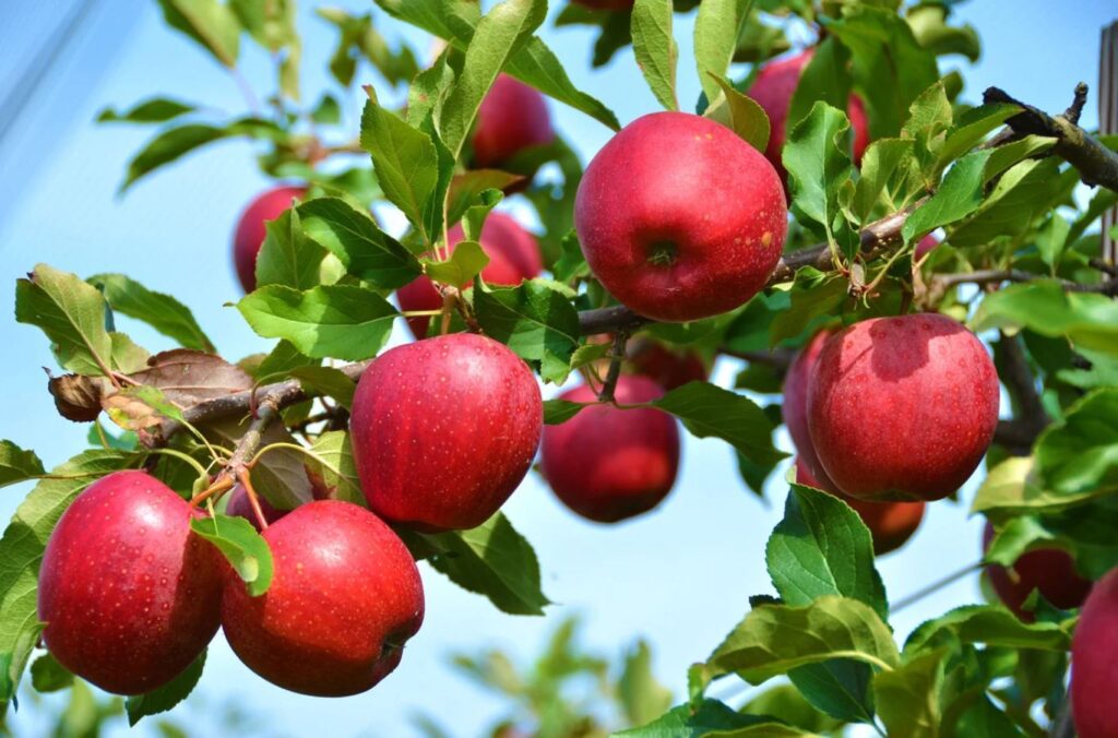 Как правильно ухаживать за яблоней в сентябре, чтобы собирать ведрами крупные и сладкие яблоки следующим летом