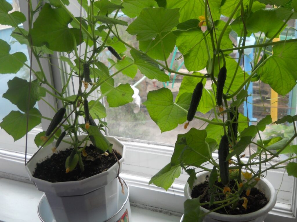 Выращиваем огурцы в стакане. Ухода почти не требует и урожай круглый год