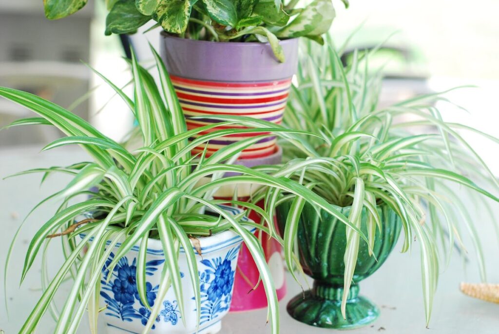 Самые полезные комнатные растения, которые очищают воздух в доме