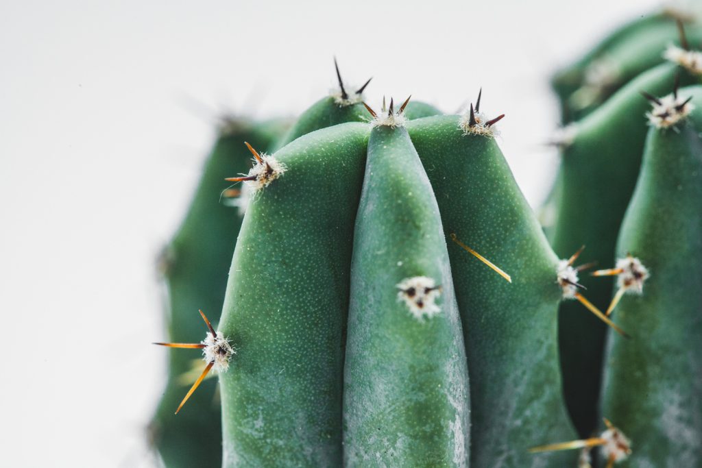 Раздражение во влагалище: ищем причину – дрожжи или бактерии?