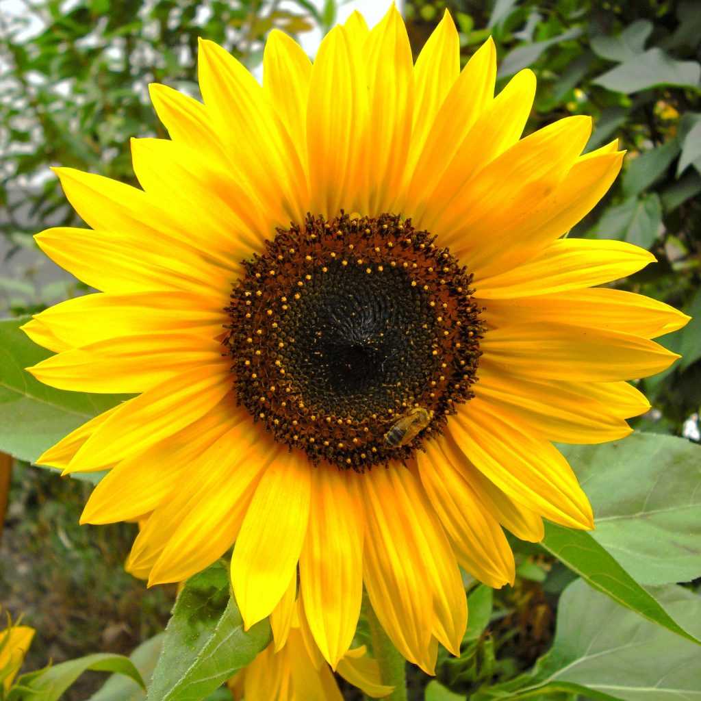 Пробуем технику «время подсолнуха» для борьбы с усталостью