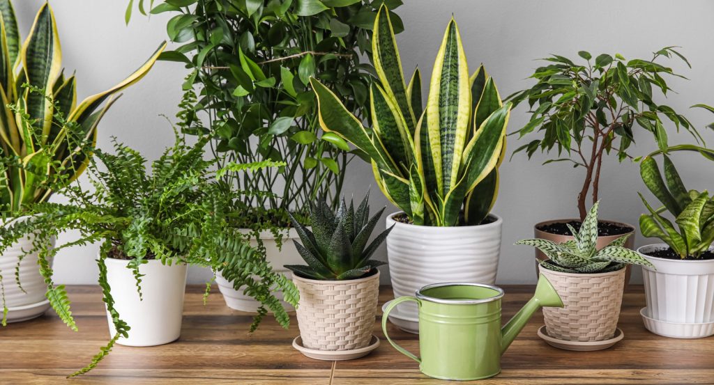 Комнатные цветы по знаку зодиака: выбираем растение-талисман